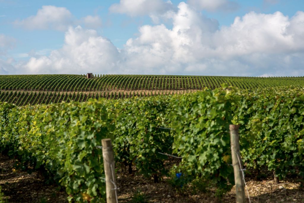 Vignoble_Frédéric_Champault2