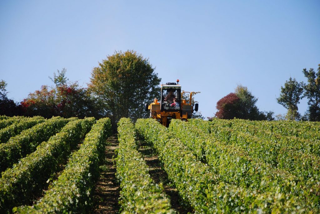 Vignoble_Frédéric_Champault5