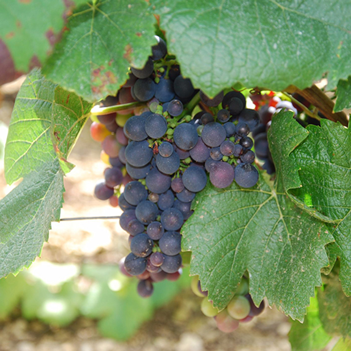 pinot-noir-barbotaine