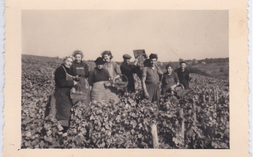 Les vendanges au domaine à la fin des années 50